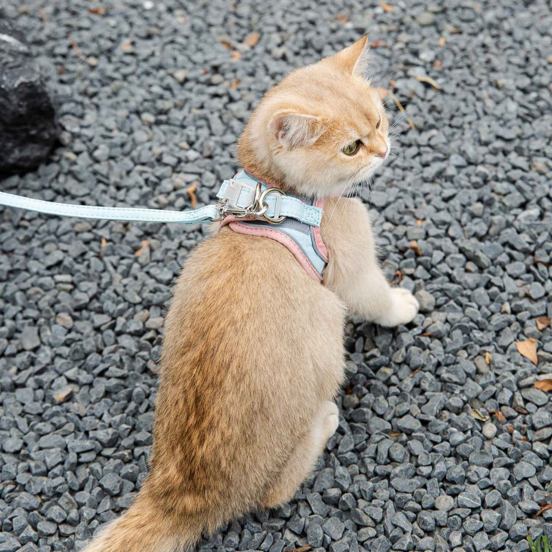 PurrTrail™ Kattenharnas + Riem | Dagactie: 1+1 GRATIS.